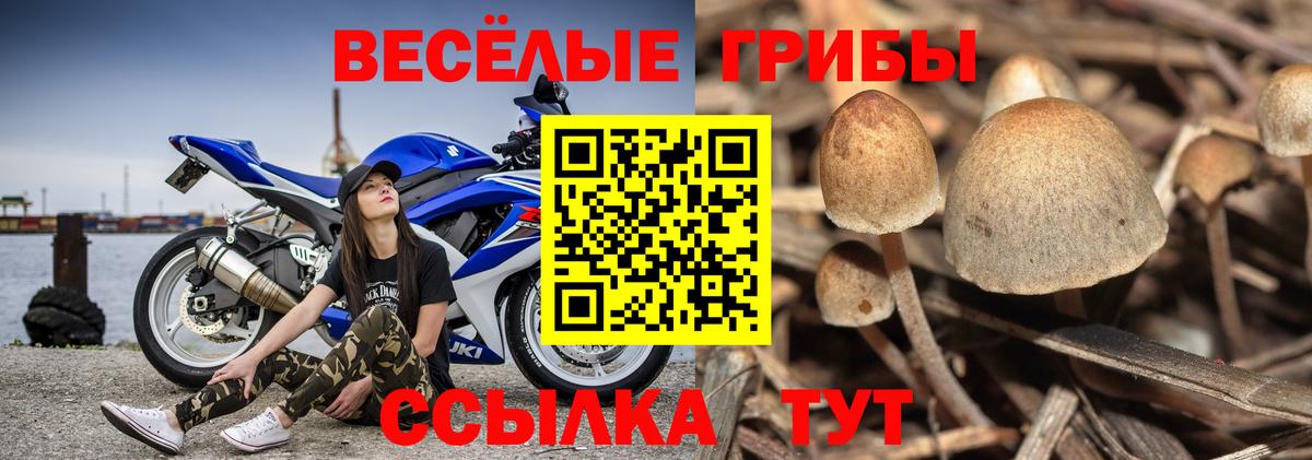 Галлюциногенные грибы Psilocybine cubensis  Вход с VPN  Галлюциногенные грибы Psilocybine cubensis  Минеральные Воды 